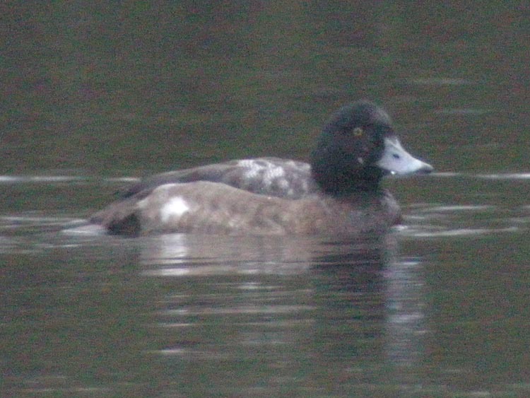 Greater Scaup